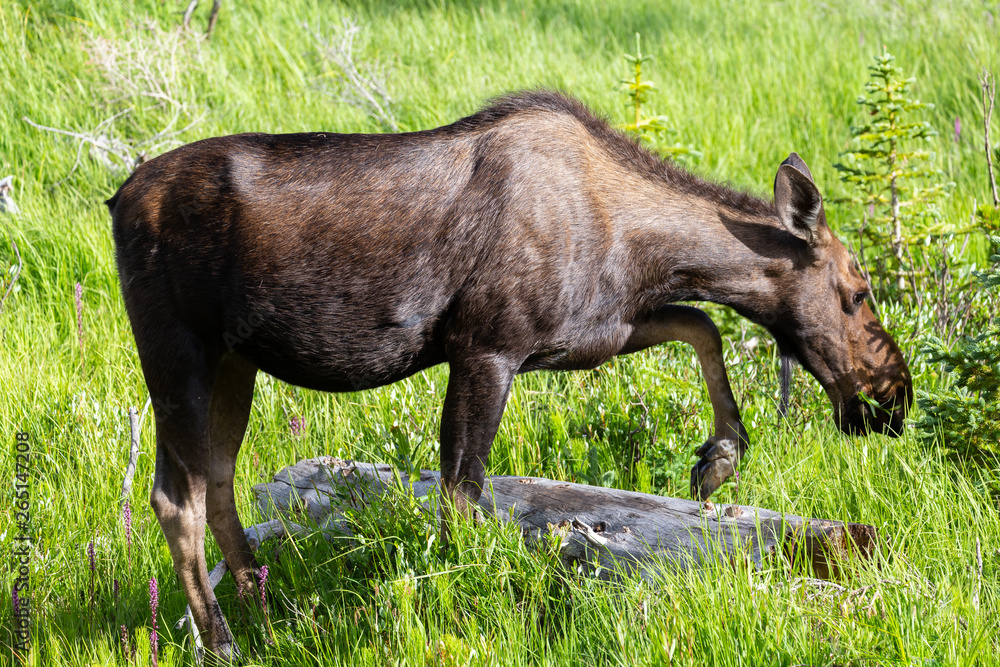 Fototapeta premium Shiras Moose in the Rocky Mountains of Colorado