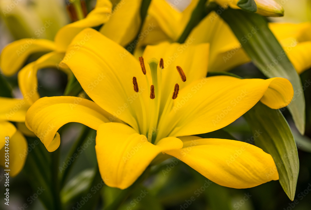 Obraz premium Yellow lily