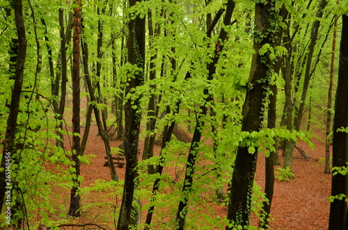 Laubwald im Fr  hling nach einer Regennacht