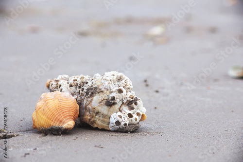 seashells on sand © paolagio_photo