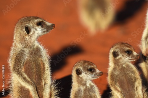 Erdmännchen (suricata suricatta) in der Kalahari in der Namibia