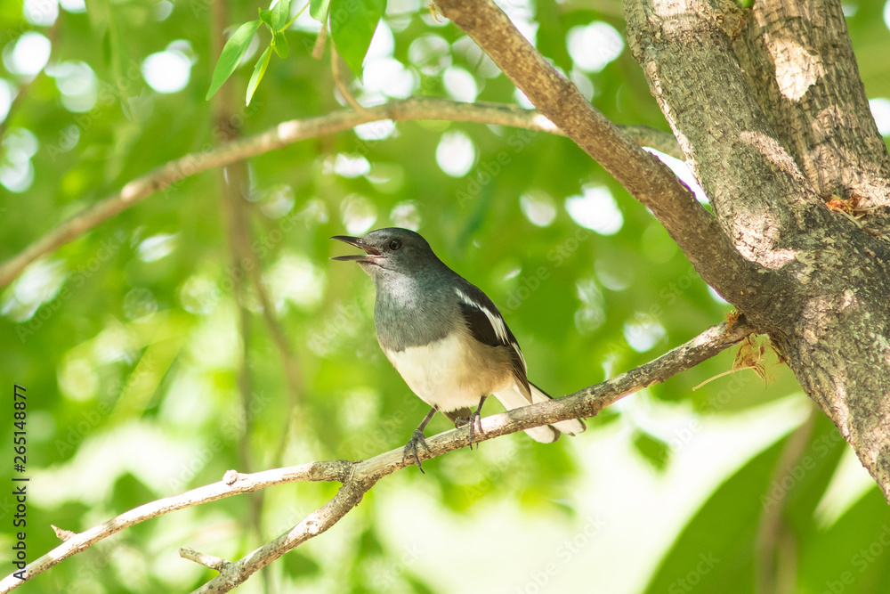 Fototapeta premium A bird on branch.