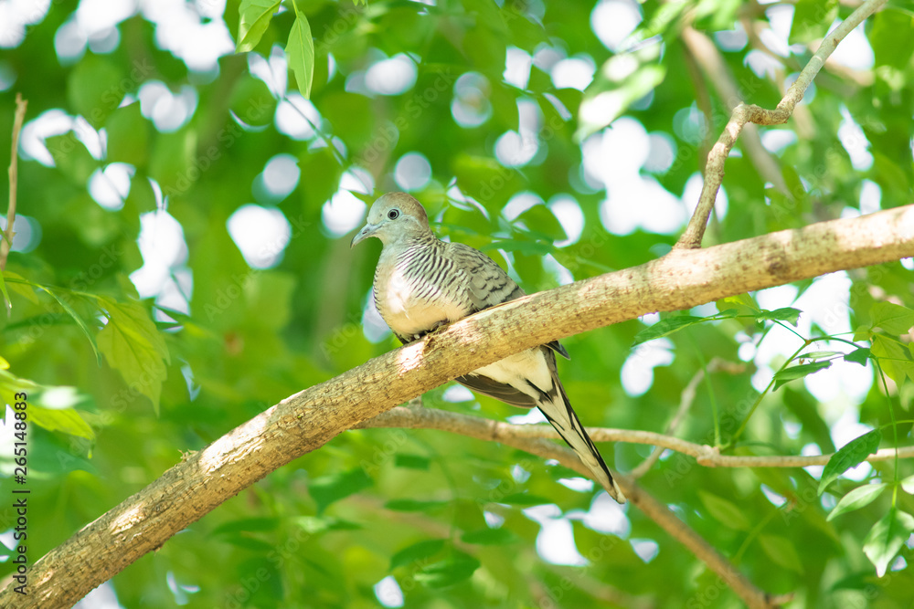 Obraz premium A bird on branch.