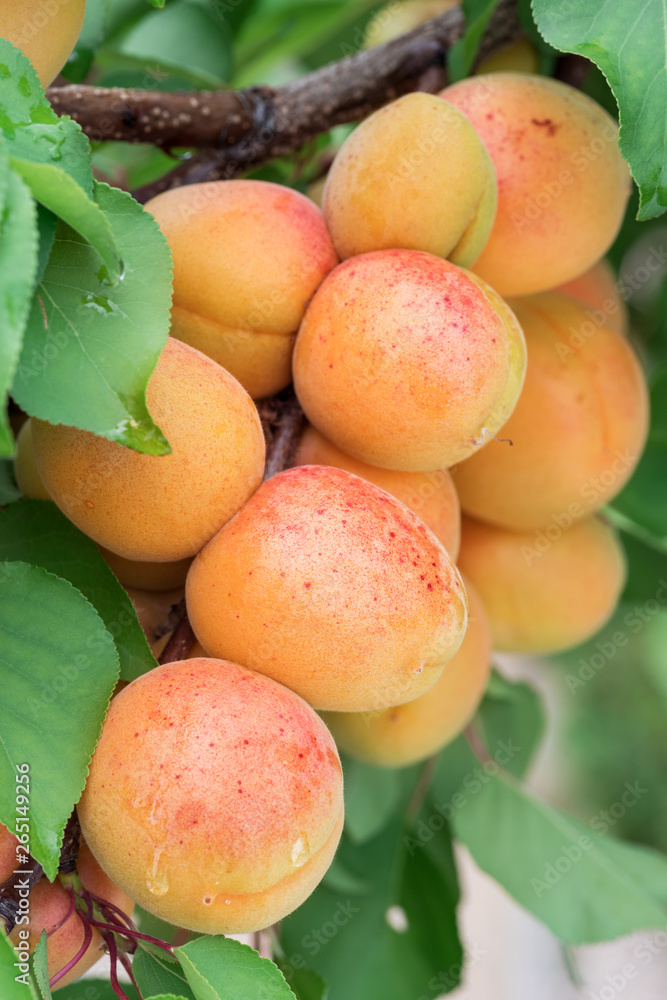 Ripe apricots on the orchard tree in the garden. Ripe apricots on the orchard tree in the garden.