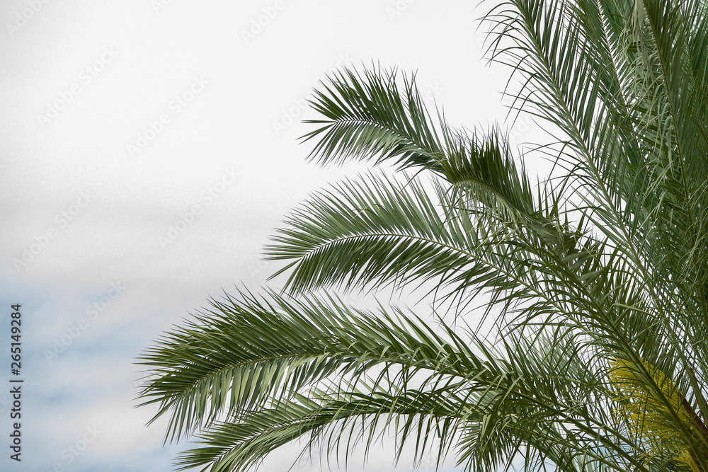 Palm tree foliage in the right corner on a cloudy sky background. Summer travel agency banner concept