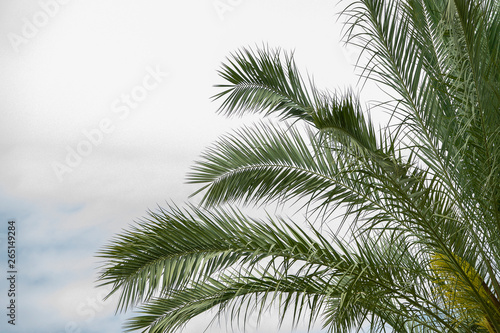 Palm tree foliage in the right corner on a cloudy sky background. Summer travel agency banner concept