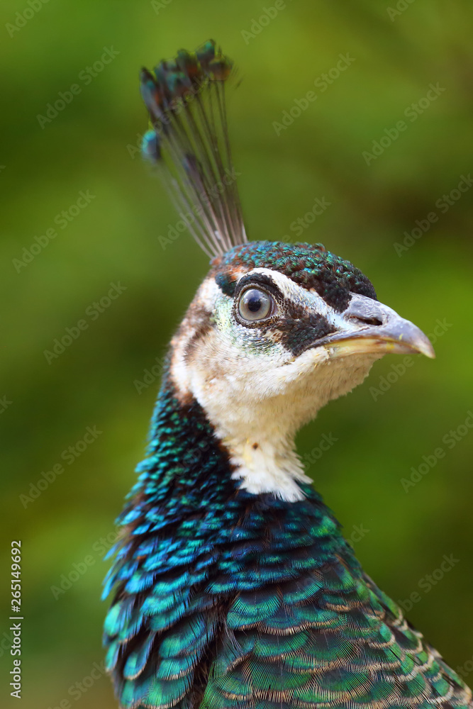 The Indian peafowl or blue peafowl (Pavo cristatus), female portait. Peafowl portait with green background. The Indian peafowl or blue peafowl (Pavo cristatus), female portait. Peafowl portait with green background.