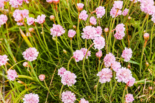 Lizard, Lizard Point, Wildblumen, Küste, Wanderweg, Frühling, Cornwall, Südengland photo