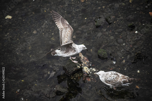 seagall on the river photo