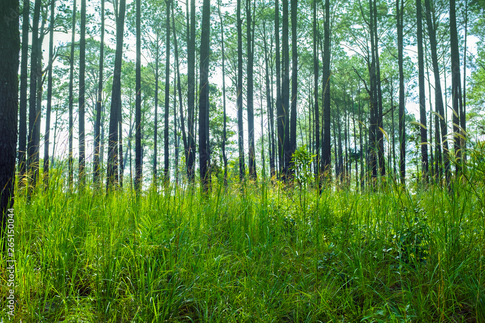 Naklejka premium Forest spring landscape with grass on the foreground and sunlight shining through the forest trees.