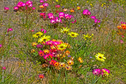 Multicoloured Livingstone Daisy wildflowers