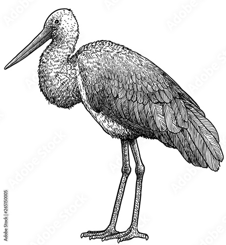 Black stork illustration, drawing, engraving, ink, line art, vector