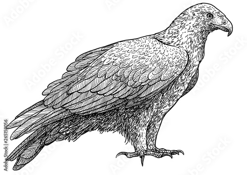 Golden eagle illustration, drawing, engraving, ink, line art, vector