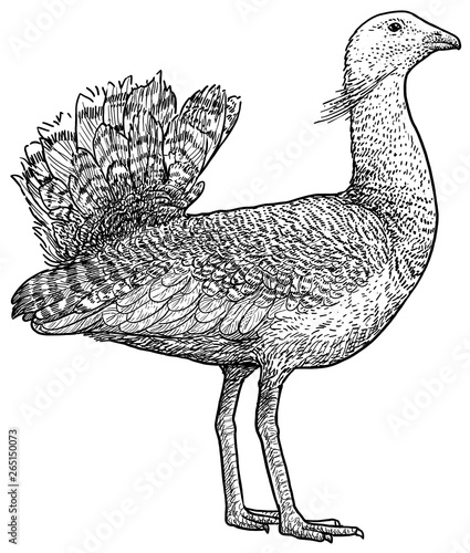 Canvastavla Great bustard illustration, drawing, engraving, ink, line art, vector