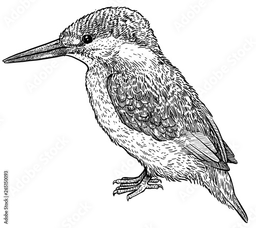 Kingfisher illustration, drawing, engraving, ink, line art, vector