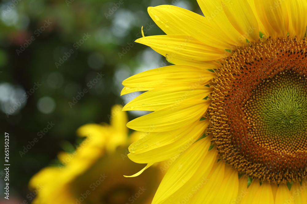 water dew drop on yellow flower petal, beautiful sunflower blooming in the morning water dew drop on yellow flower petal, beautiful sunflower blooming in the morning