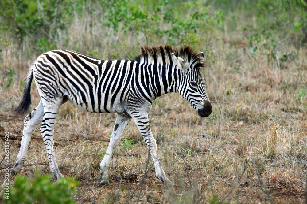 un zèbre dans la savane en Afrique du <Sud un zèbre dans la savane en Afrique du <Sud