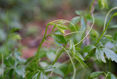 Jiaogulan, Gynostemma pentaphyllum, TCM Pflanze