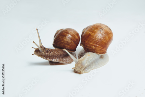 Two beautiful snails isolated on white background 
