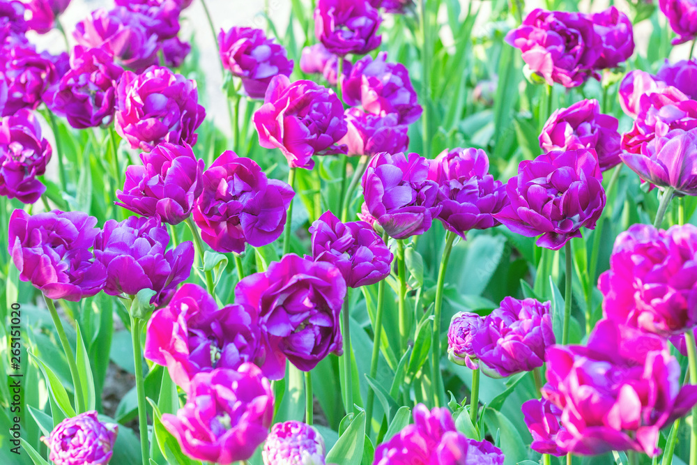 Obraz premium Picturesque Purple lilac violet tulips fresh flowers at a blurry soft focus background close up bokeh