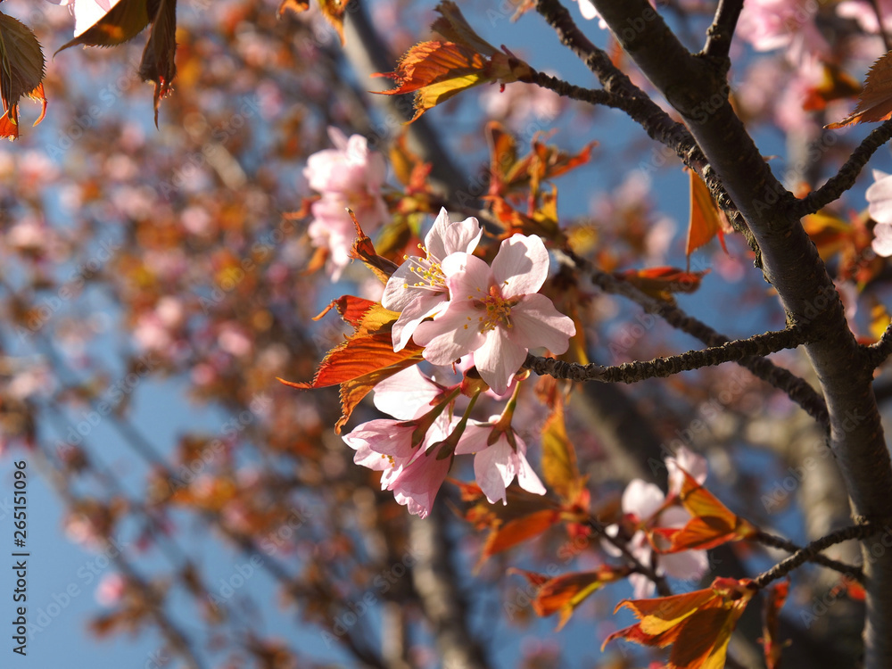 The bloom of cherry Blossoms in Helsinki, Finland The bloom of cherry Blossoms in Helsinki, Finland