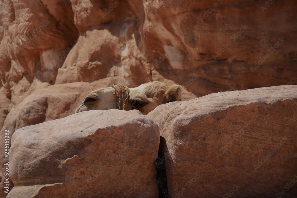 verstecktes Kamel hinter Sandsteinen in Petra Jordanien