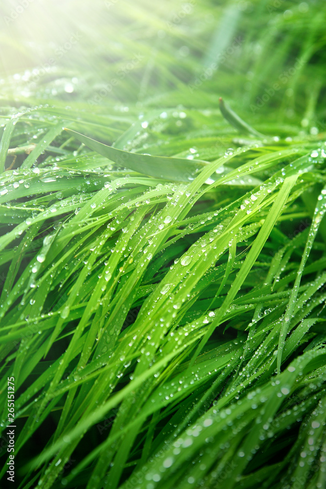 A macro shot of green grass covered with dew drops in the spring. Green sunny meadow with fresh wet grass. A macro shot of green grass covered with dew drops in the spring. Green sunny meadow with fresh wet grass.