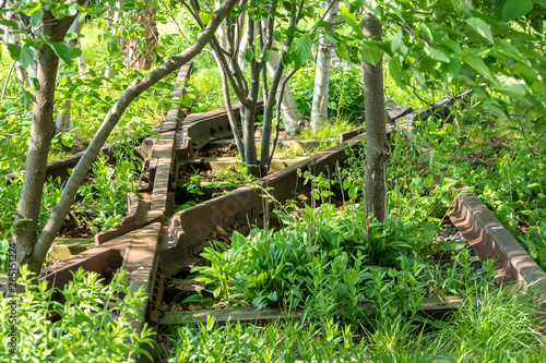 overgrown tracks with bushes and trees photo