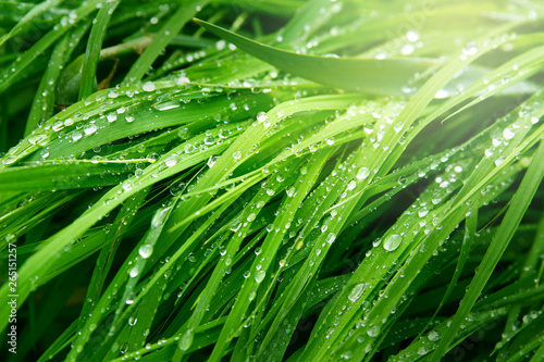 A macro shot of green grass covered with dew drops in the spring. Green sunny meadow with fresh wet grass.
