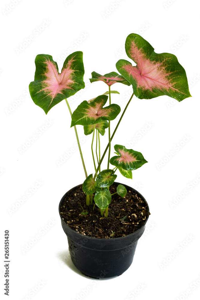Green pink of beautiful potted Caladiums plants with white background Green pink of beautiful potted Caladiums plants with white background
