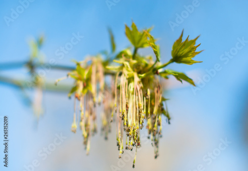 A blooming american marple in the early spring in the sunny day  photo