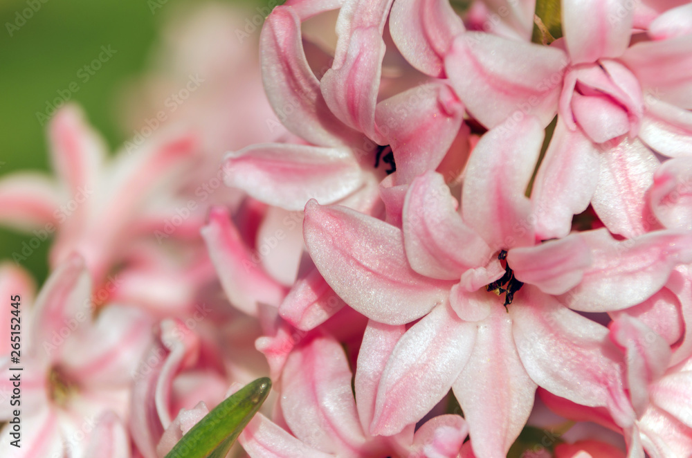 Close up view of hyacinth forming a background of pretty pink flowers.