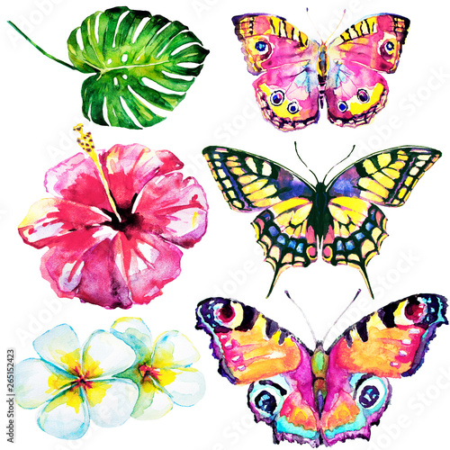 beautifu tropical  butterflies and flowers,watercolor,isolated on a white © aboard