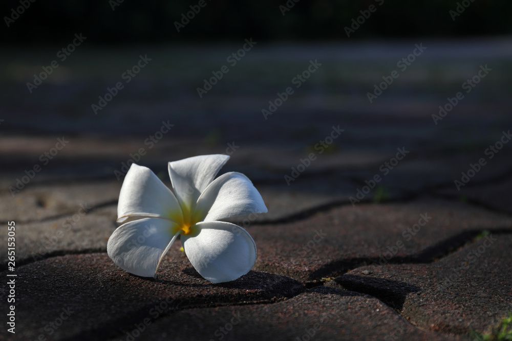 Plumeria flower fall down and weathered on the rough street floor.