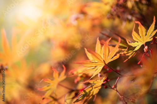 Closeup beautiful view of nature orange maple  leaves  with sunlight in fall season. It is landscape ecology and copy space for wallpaper and backdrop.