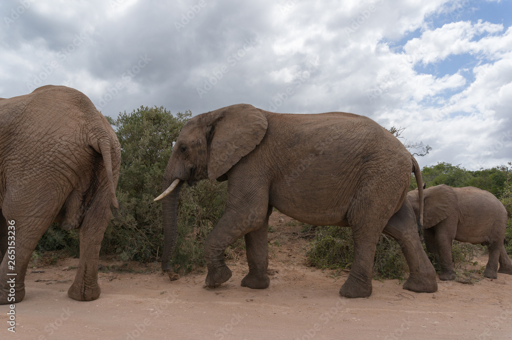 Wild African elephants walking the road