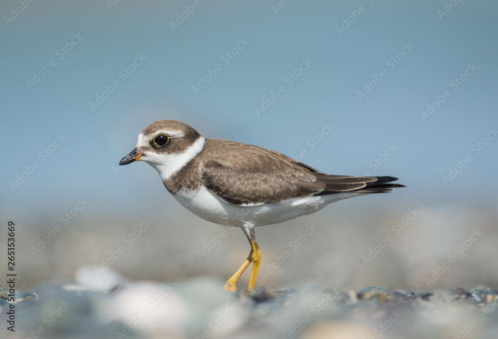 Semipalmated Plover Semipalmated Plover