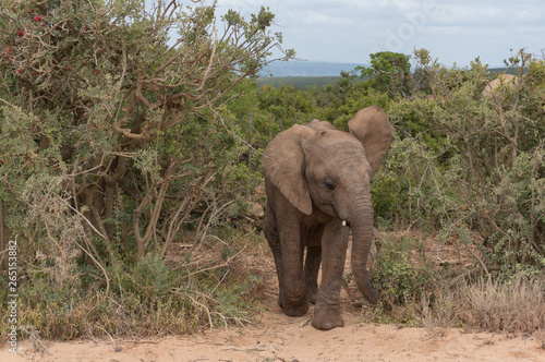 Cute baby African elephant walking in bushveld