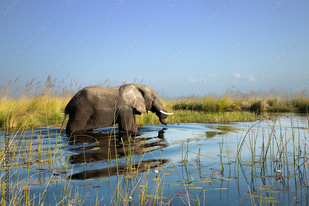 Obraz premium elephant crossing