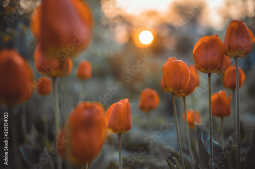 Beautiful glade of orange tulips at sundown