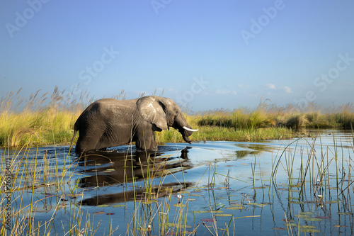 Photography elephant crossing