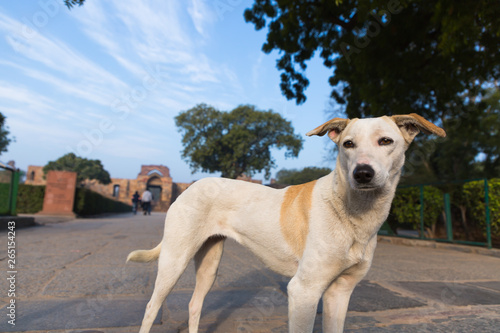 portrait of Indian street dog at qutub minar during sunrise