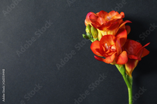 Beautiful freesia flower on dark background, top view. Space for text