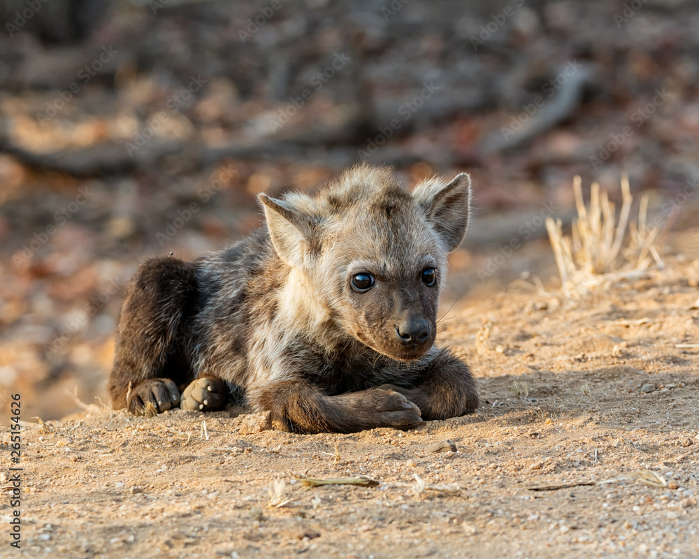 Spotted Hyena Cub Spotted Hyena Cub