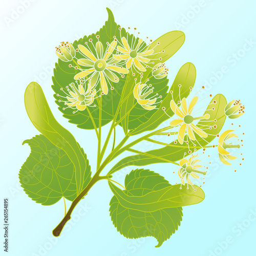 Vector illustration of a linden branch.