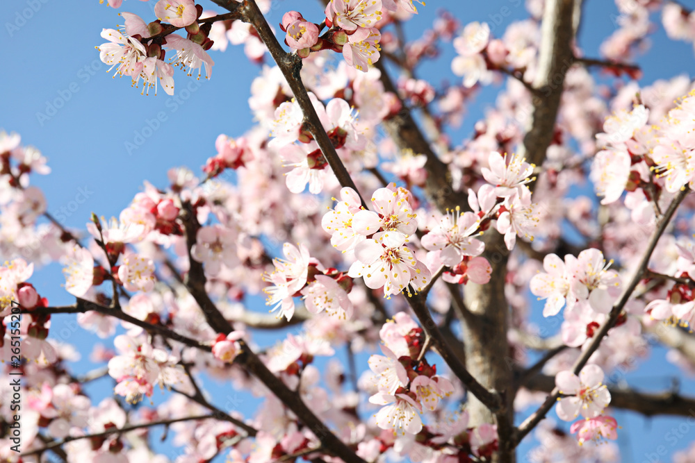 Closeup view of blossoming apricot tree on sunny day outdoors. Springtime Closeup view of blossoming apricot tree on sunny day outdoors. Springtime