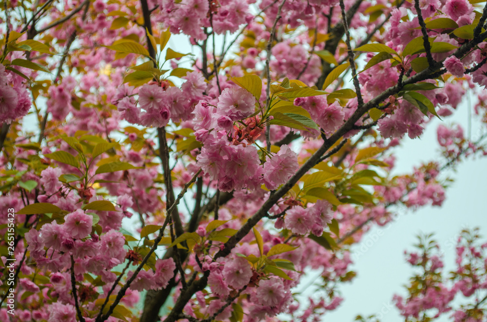 Blooming bright purple spring cherry trees. Blooming bright purple spring cherry trees.