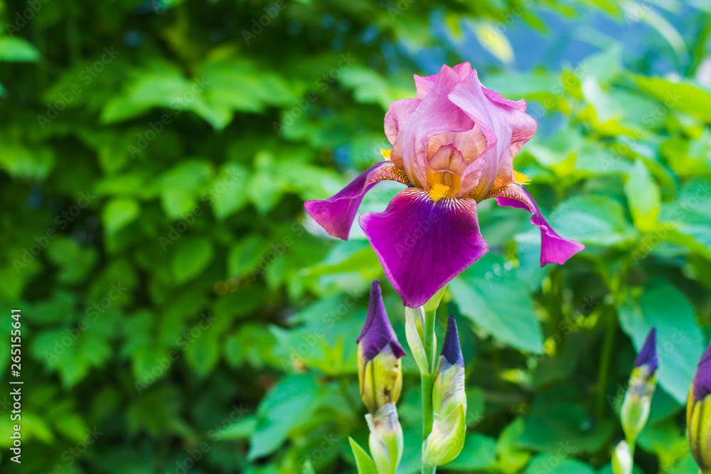 beautiful irises flowers in natural environment