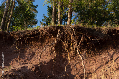 The hill on which the trees grow is washed away by water. The roots of the trees bare and protrude from the ground