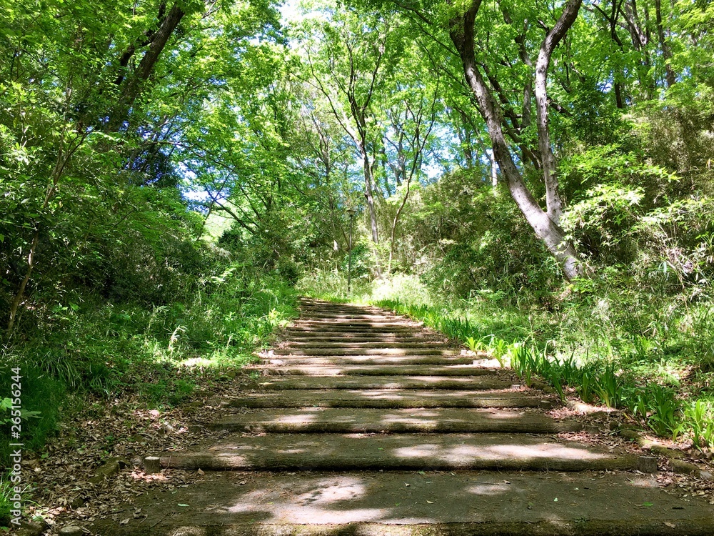 Fototapeta premium 森の中の坂道1